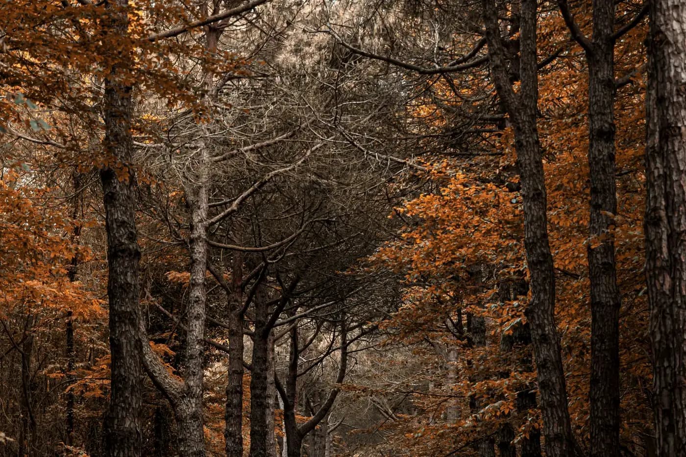 A deep autumn wood, the canopy turned rust and copper