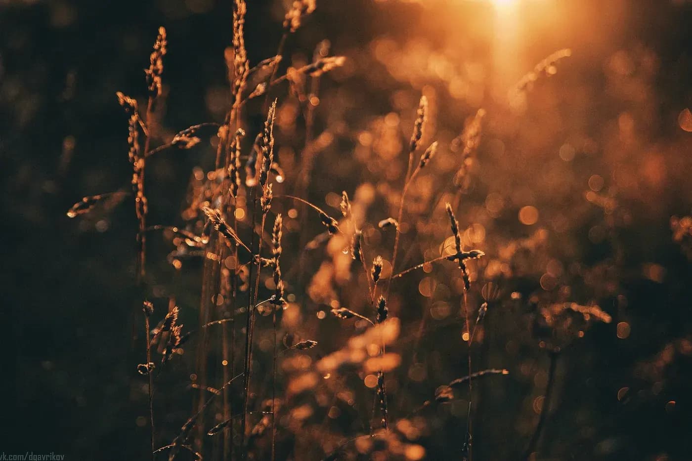 Fine grasses lit from behind by low sun