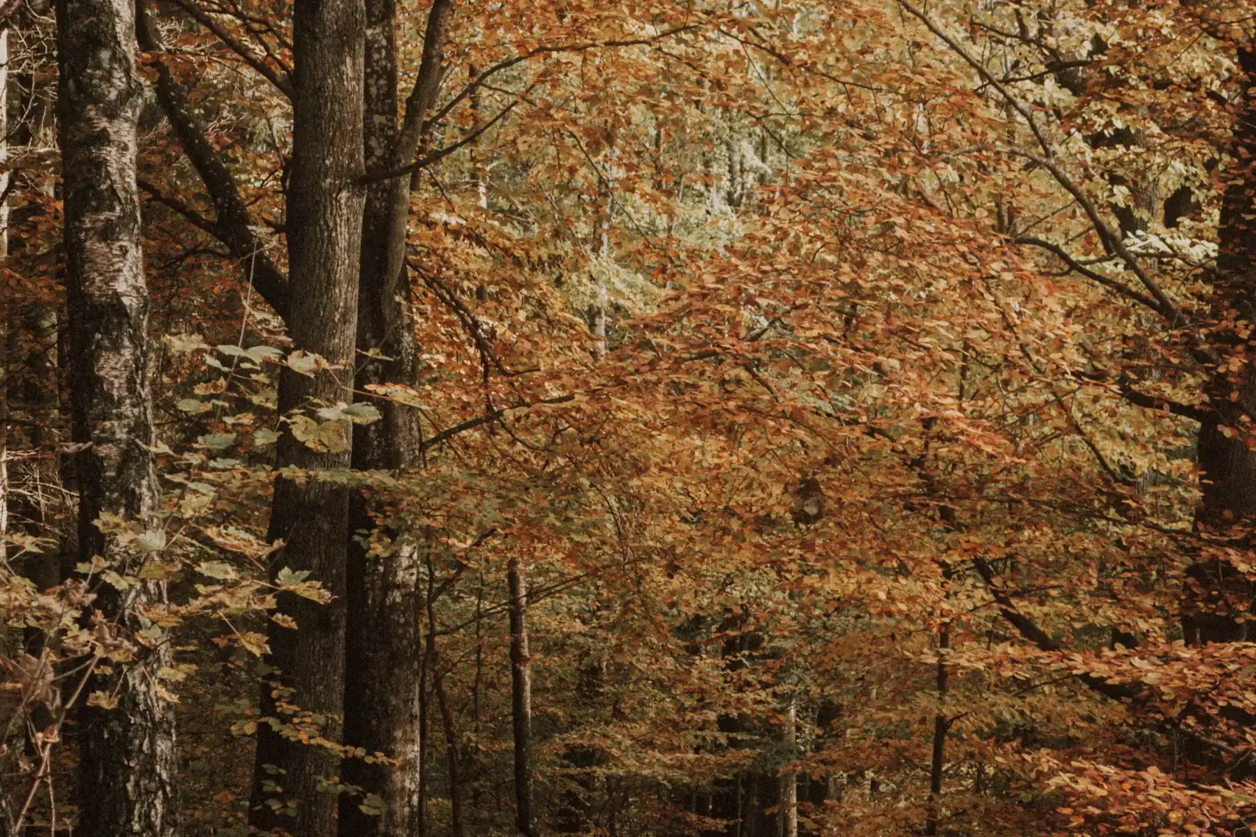 Beech trees in autumn, the light coming through gold leaves