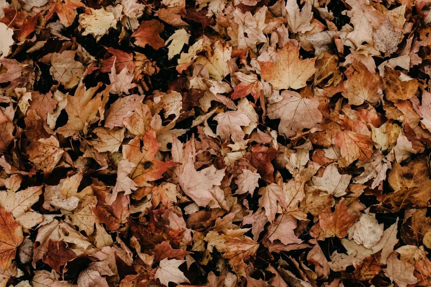 Fallen autumn leaves in rust and gold across the ground