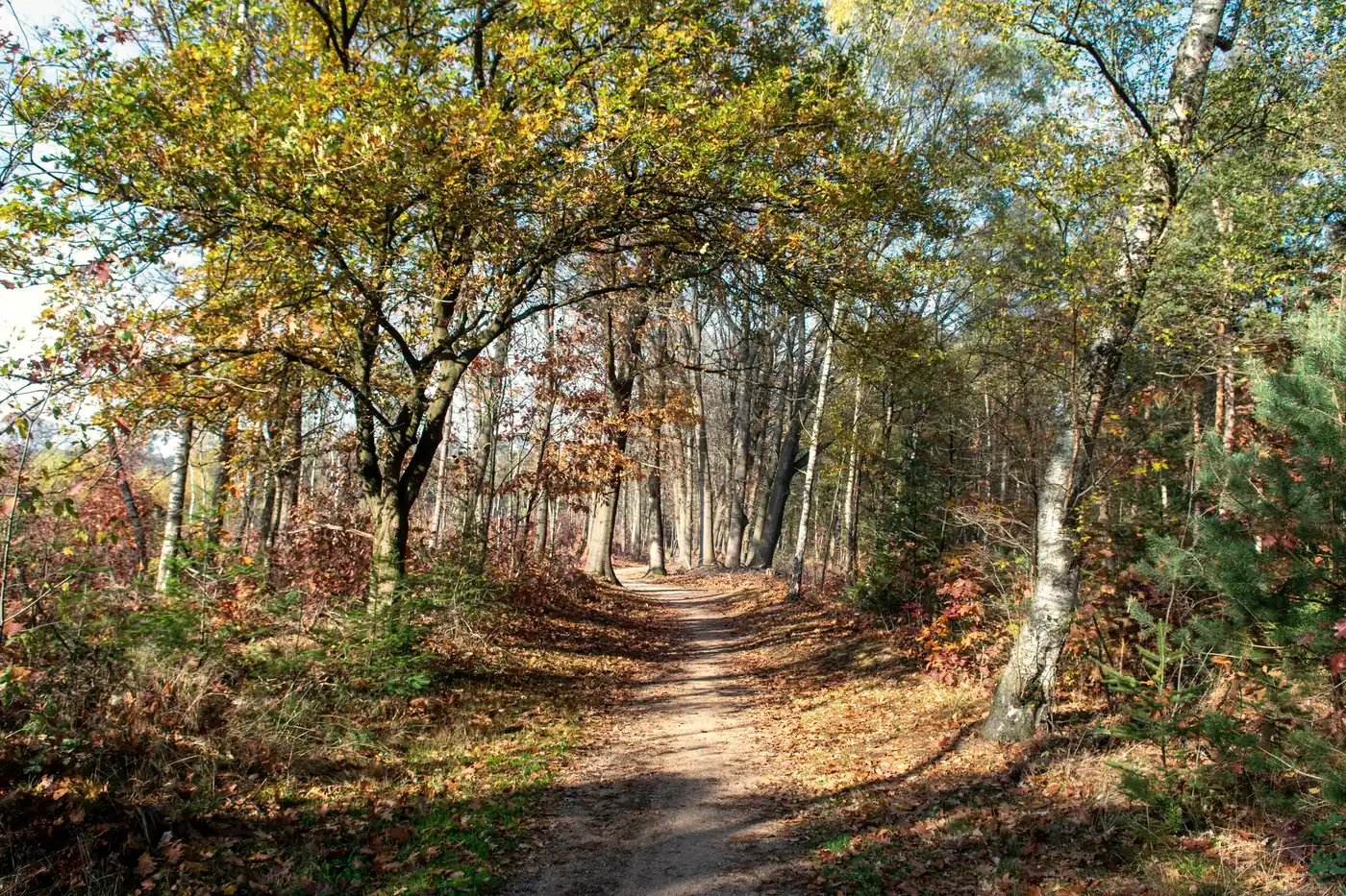 A path leading through an autumn wood, the light open ahead