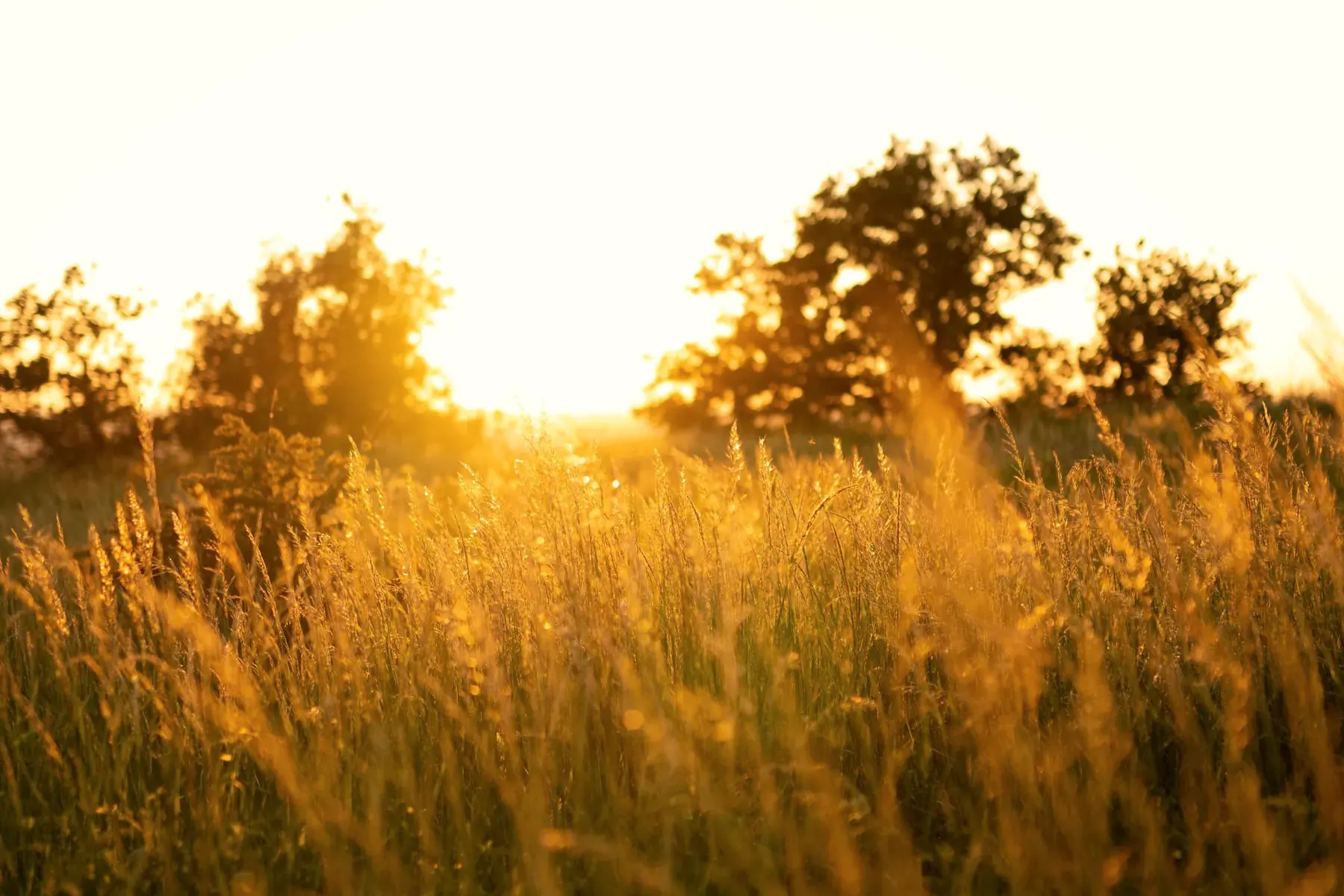 Golden grass with trees standing behind it in soft light
