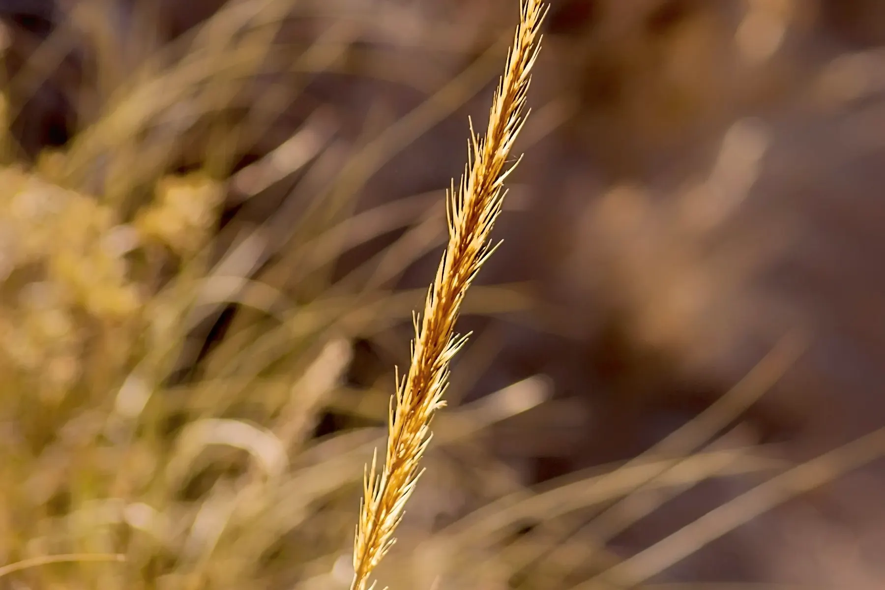 A single gold grass head standing clear of the meadow behind it