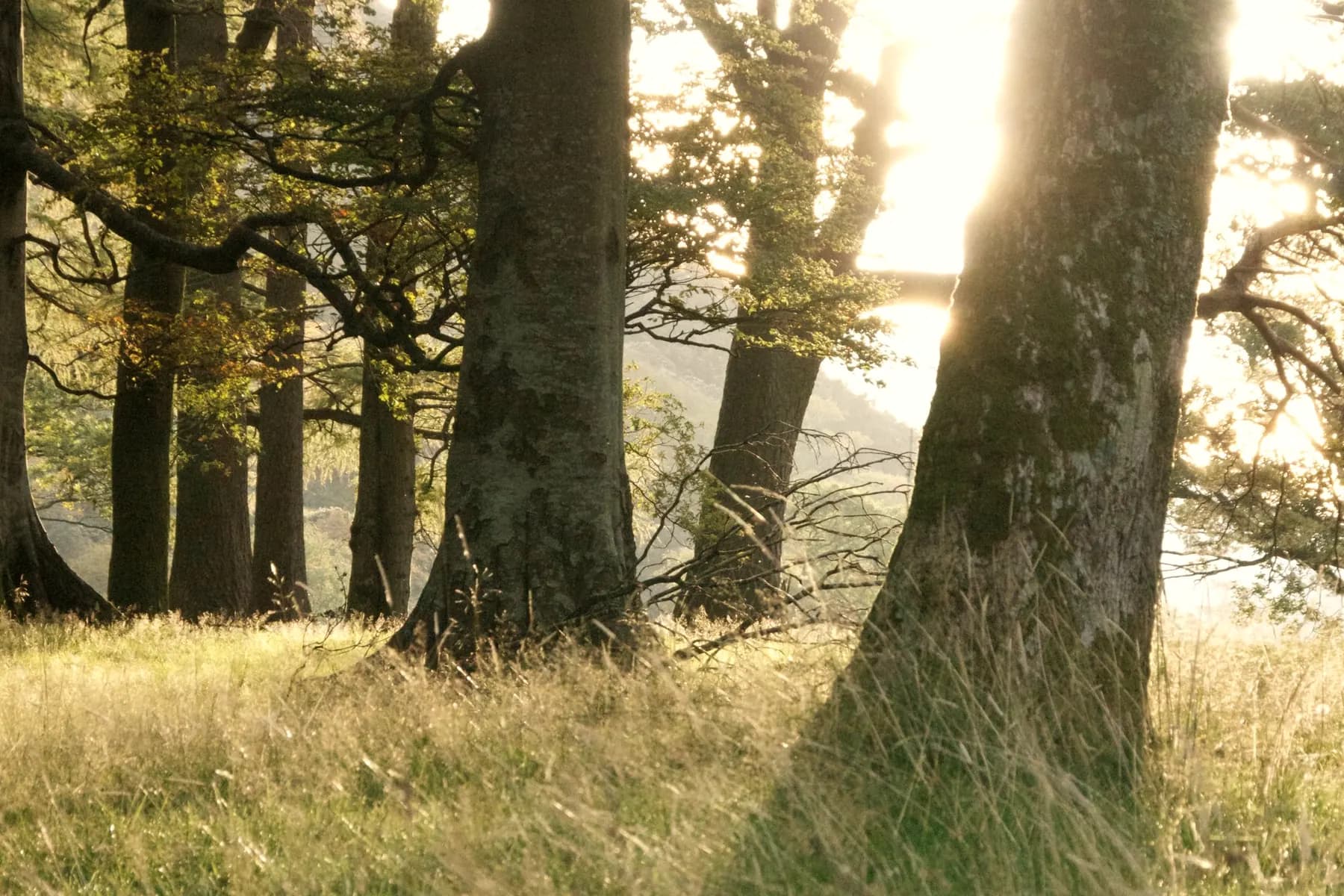 Mature oaks standing in dry grass, low sun coming through between the trunks