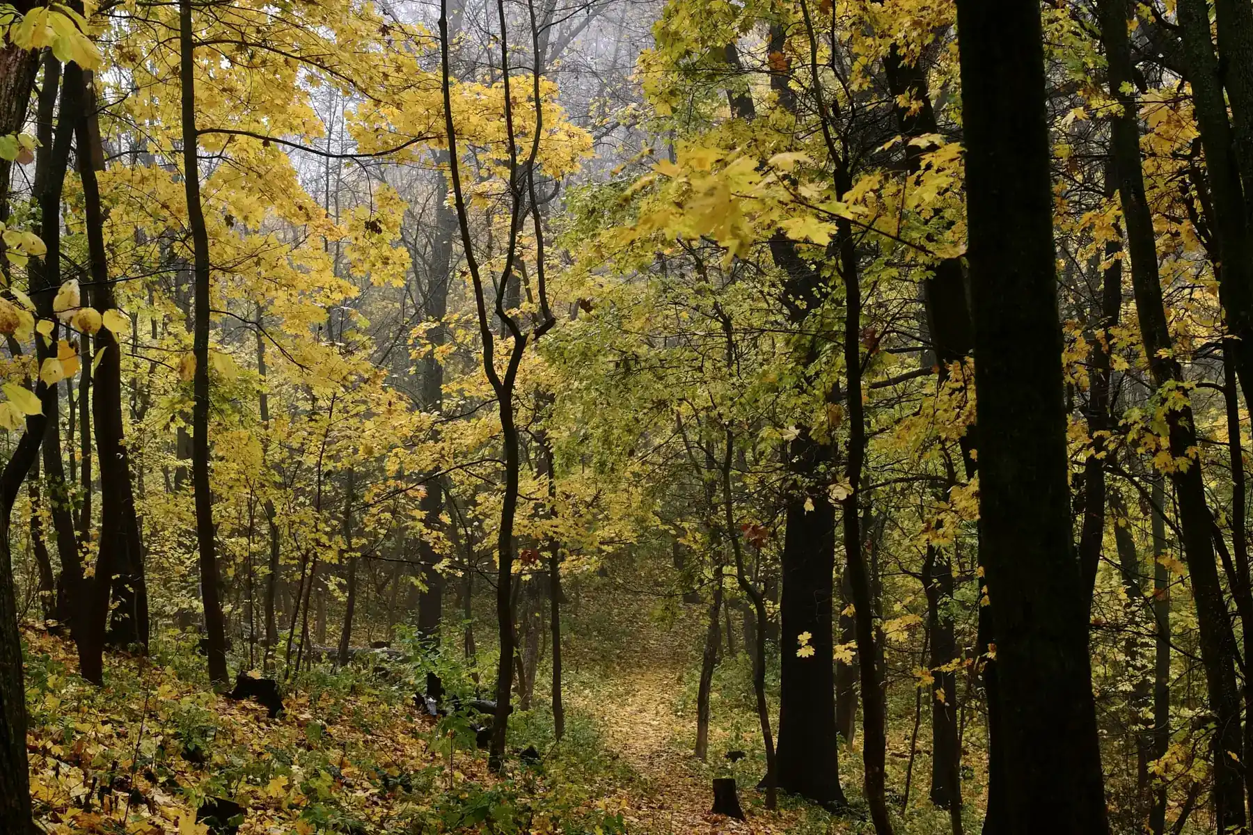 A path through woodland, the leaves turning yellow overhead